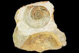 Ammonite Fossil - Boulemane, Morocco #122423-1